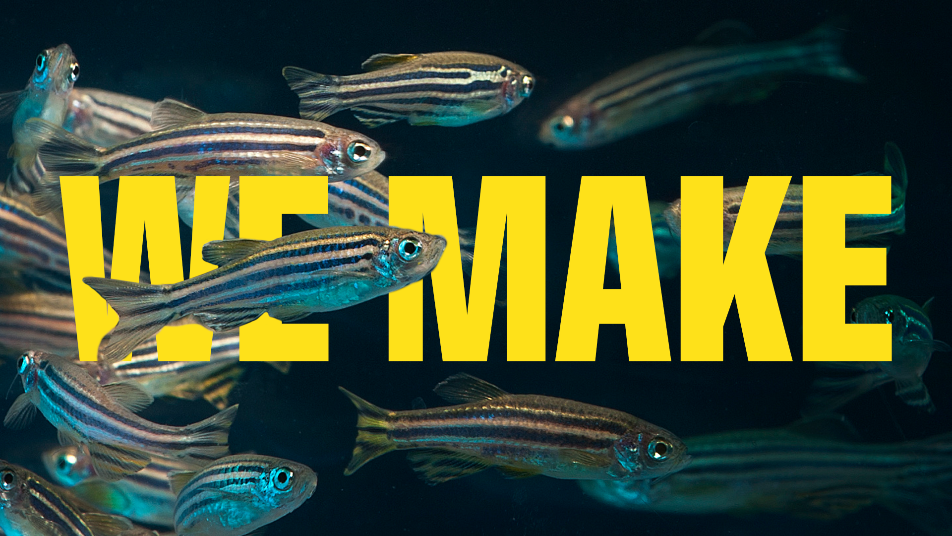 UO WeMakeYouGo POC Supers Still Zebrafish
