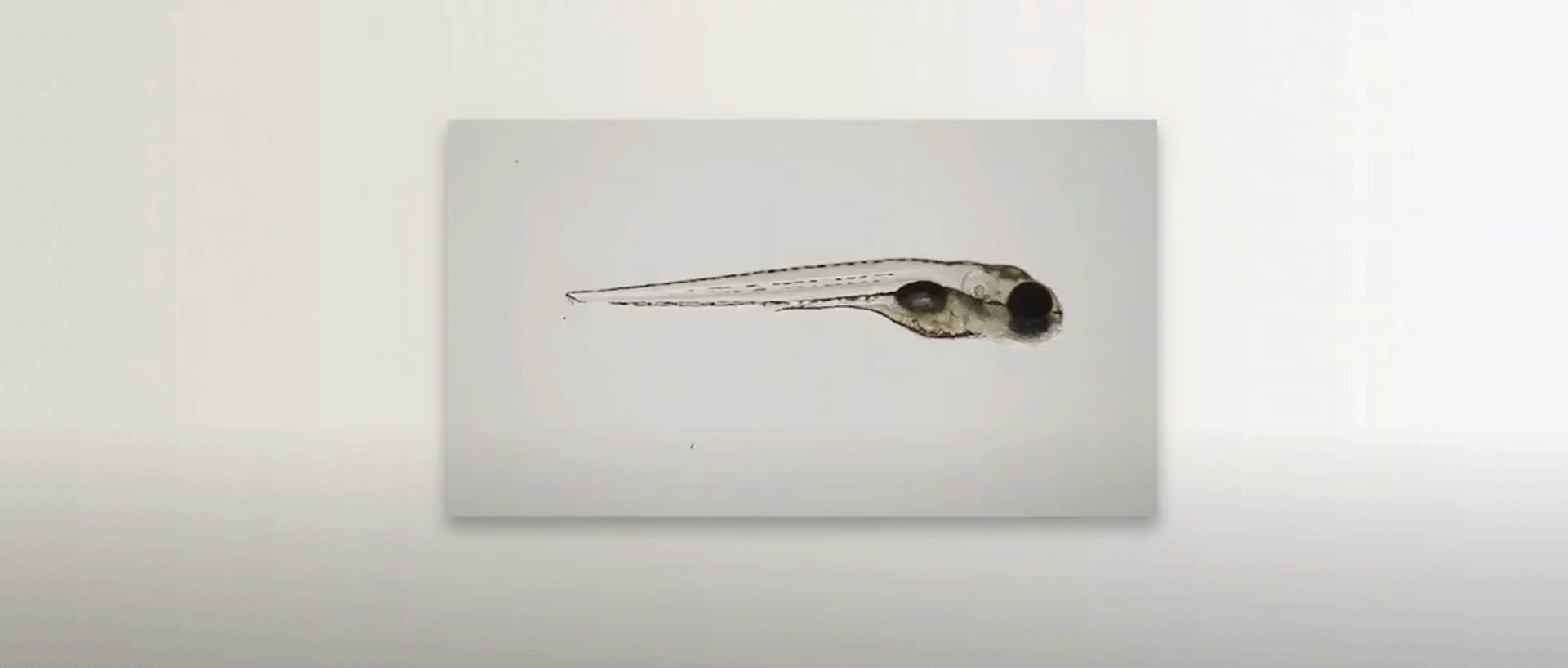 Video poster: UO WeMakeYouGo POC Supers Sequence Zebrafish